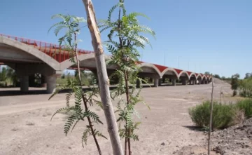 Pondrán más de 2 mil árboles por los olores cloacales Pondrán más de 2 mil árboles por los olores cloacales