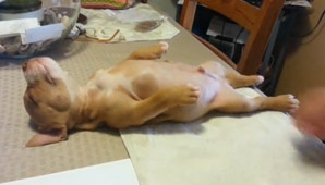 Cachorrito dormilón Cachorrito dormilón