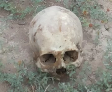 Hallan un cráneo de reciente data en un campo de Caucete Hallan un cráneo de reciente data en un campo de Caucete