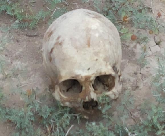 Hallan un cráneo de reciente data en un campo de Caucete Hallan un cráneo de reciente data en un campo de Caucete