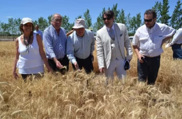 Expertos, en cultivos de trigo en Pocito Expertos, en cultivos de trigo en Pocito