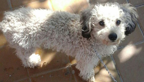 Fue a buscar a su perro perdido y le arrojaron agua hirviendo Fue a buscar a su perro perdido y le arrojaron agua hirviendo