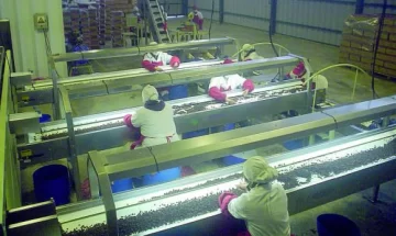 7 empresas instalaron ya el soft para la pasa de uva 7 empresas instalaron ya el soft para la pasa de uva