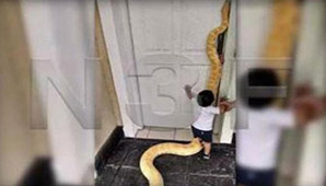 Tenían una pitón de 3,5 metros de mascota en su casa Tenían una pitón de 3,5 metros de mascota en su casa