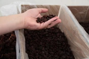 Comenzó la cosecha de uva para pasa con muy buena calidad Comenzó la cosecha de uva para pasa con muy buena calidad