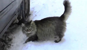 En Rusia, este gato salvó a un bebé de una muerte segura En Rusia, este gato salvó a un bebé de una muerte segura