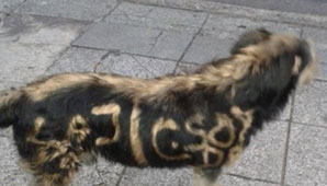 Nuevo caso de maltrato animal indigna en las redes sociales Nuevo caso de maltrato animal indigna en las redes sociales