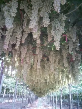 Se inició el secado de pasas de uva directo en el parral Se inició el secado de pasas de uva directo en el parral