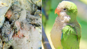 Mirá la asombrosa recuperación de catas víctimas de la caza furtiva Mirá la asombrosa recuperación de catas víctimas de la caza furtiva