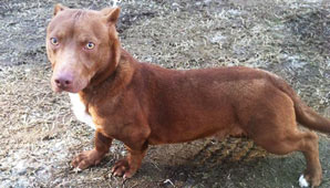 Extraña mezcla Extraña mezcla