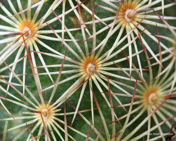 Las pencas del jardín Las pencas del jardín