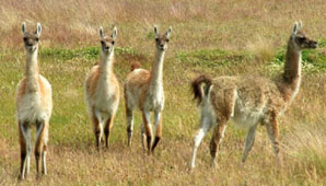 Polémica por una convocatoria en Twitter que proponía correr guanacos hasta matarlos Polémica por una convocatoria en Twitter que proponía correr guanacos hasta matarlos