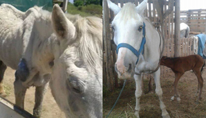 Alba, la yegua del milagro: tras el maltrato, ahora fue mamá Alba, la yegua del milagro: tras el maltrato, ahora fue mamá