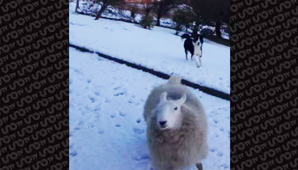 Se cree perro Se cree perro