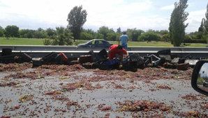 El Gobierno aportará fondos para pagar $1.60 el kilo de uva que vaya a mosto El Gobierno aportará fondos para pagar $1.60 el kilo de uva que vaya a mosto