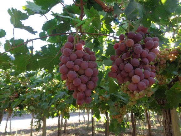 Ensayos para mejorar el color en uva de mesa Red Globe Ensayos para mejorar el color en uva de mesa Red Globe
