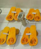 Buscan híbridos de zapallos tipo anco con calidad de exportación Buscan híbridos de zapallos tipo anco con calidad de exportación