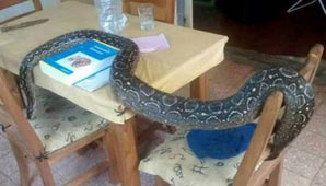 Encontraron a la boa… dentro de la casa de su dueño Encontraron a la boa… dentro de la casa de su dueño