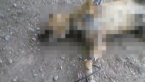 Ataron a un perrito y lo arrastraron hasta morir Ataron a un perrito y lo arrastraron hasta morir