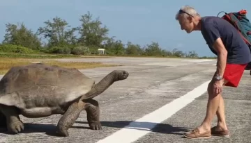 Tortuga enfurecida Tortuga enfurecida