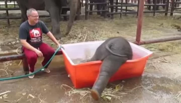 Torpe, pero amoroso Torpe, pero amoroso