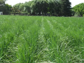 FAUBA anuncia una nueva forrajera que se adapta a los suelos salinos FAUBA anuncia una nueva forrajera que se adapta a los suelos salinos