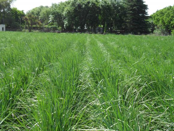 FAUBA anuncia una nueva forrajera que se adapta a los suelos salinos FAUBA anuncia una nueva forrajera que se adapta a los suelos salinos