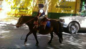 Hicieron una denuncia por pony embarazada que montaron en la Cabalgata Hicieron una denuncia por pony embarazada que montaron en la Cabalgata