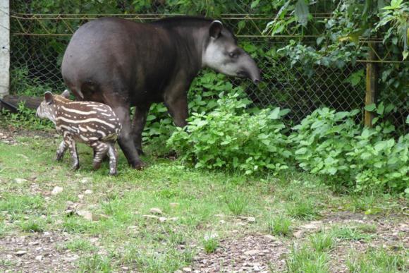 El tapir que llegó a devolver esperanzas El tapir que llegó a devolver esperanzas