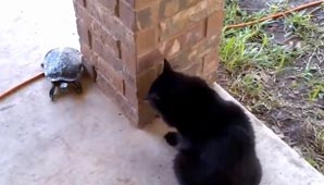 Una loca persecución