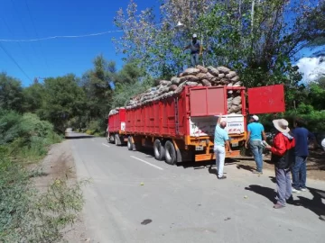 Gran incertidumbre en la campaña de membrillos de nuestra provincia Gran incertidumbre en la campaña de membrillos de nuestra provincia