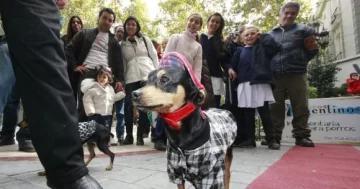 Festejos por 4 días en honor a los animales Festejos por 4 días en honor a los animales