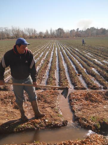 Ajeros locales en lucha por llegar a las 600 hectáreas Ajeros locales en lucha por llegar a las 600 hectáreas