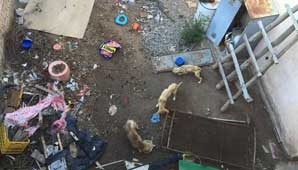 Denuncian que pusieron en venta una casa y dejaron cuatro perros abandonados adentro Denuncian que pusieron en venta una casa y dejaron cuatro perros abandonados adentro