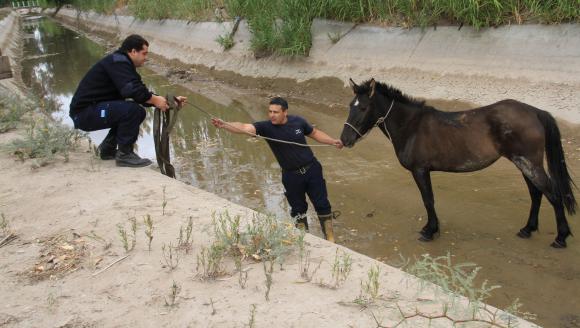 Un vecino ayudó a los bomberos y rescató a un caballo de un canal Un vecino ayudó a los bomberos y rescató a un caballo de un canal