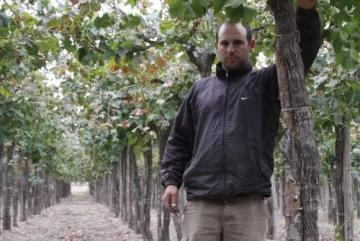 La “cosecha asistida” para la uva gana terreno entre los productores La “cosecha asistida” para la uva gana terreno entre los productores