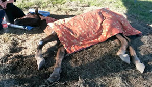 Pese a su grave estado, intentan rescatar a la yegua abandonada Pese a su grave estado, intentan rescatar a la yegua abandonada