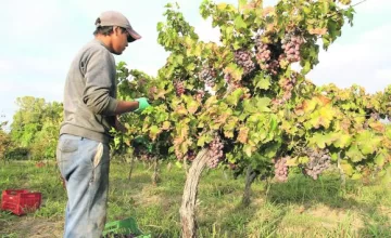 Terminada la cosecha, San Juan tuvo un 19% de merma en uvas Terminada la cosecha, San Juan tuvo un 19% de merma en uvas