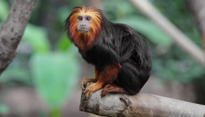 Roban 17 monos exóticos Roban 17 monos exóticos