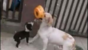 Conmueve perra que camina con plato de comida para sus cachorros Conmueve perra que camina con plato de comida para sus cachorros