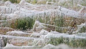 Lluvia de arañas Lluvia de arañas