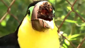 Le arrancaron el pico Le arrancaron el pico