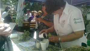 Regalarán plantines para fomentar la alimentación sana Regalarán plantines para fomentar la alimentación sana