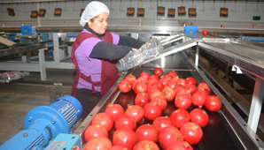 En tres años quieren elevar seis veces más la producción de granadas en San Juan En tres años quieren elevar seis veces más la producción de granadas en San Juan