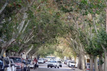 Los especialistas aconsejan retrasar la poda de los árboles porque todavía están verdes Los especialistas aconsejan retrasar la poda de los árboles porque todavía están verdes