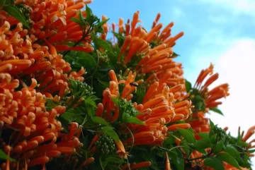 Tapiza con flores naranja Tapiza con flores naranja