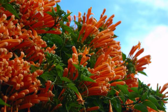Tapiza con flores naranja Tapiza con flores naranja