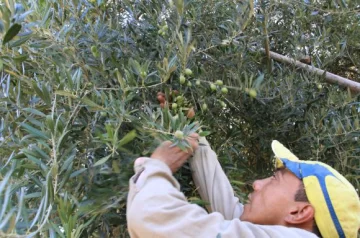 La producción, con luz amarilla por la falta de frío La producción, con luz amarilla por la falta de frío