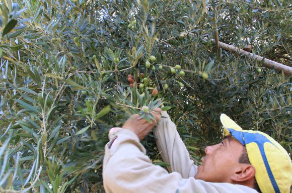 La producción, con luz amarilla por la falta de frío La producción, con luz amarilla por la falta de frío