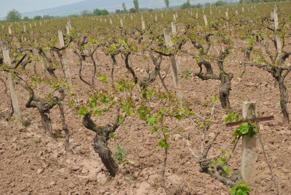 Las heladas afectan en Turquía a las vides destinadas a pasas de uva Las heladas afectan en Turquía a las vides destinadas a pasas de uva